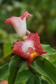Image result for Costus