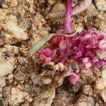 Image result for Gisekiaceae