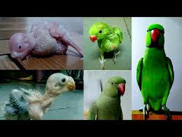 Indian Ringneck Parrot Growth Day By Day