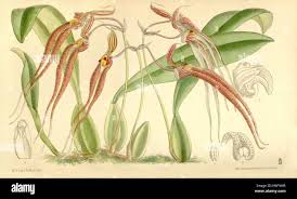 Image result for Bulbophyllum comatum