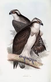 Birds Of Prey New York Osprey Pandion Haliaeetus Nypl Digital Collections Birds Of Prey Bird Prints Pet Birds