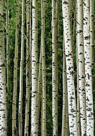 Silver birch trees inspired the exterior colour palette of the distler. Long Est Venu Dans Le Monde Birch Tree Silver Birch Tree Tree Photography