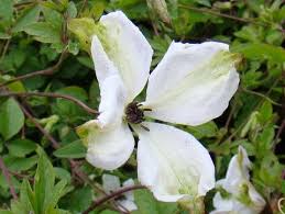 Image result for Lankesteria alba