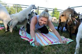 Maybe you would like to learn more about one of these? Deanna Rose Farmstead In Op Offers Goat Yoga Classes The Kansas City Star