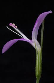 Image result for Dicliptera paniculata