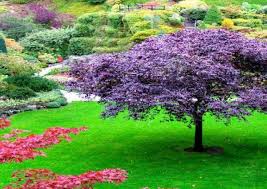 Watosay Asanoclan Samurai Philosophy Culture Of The Traditions Of The Japanese Martial Arts Of The Samurais L Objectif Principale Et D Expliquer Les Aspect Parterre De Fleurs Idees Jardin Jardin Japonais