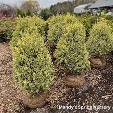 Image result for Buxus