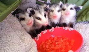 Baby Opossums Eating Watermelon Is The Cutest Thing You Will See All Day Video Baby Opossum Baby Possum Opossum