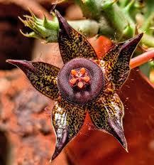 Image result for Orbea lugardii