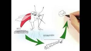 Η ελονοσία είναι λοιμώδης ασθένεια που προκαλείται από πρωτόζωα (ένα είδος μονοκύτταρων μικροοργανισμών) του γένους πλασμώδιο (plasmodium) που παρασιτούν στα ερυθροκύτταρα των οργανισμών. Elonosia E8nikos Organismos Dhmosias Ygeias