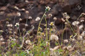 Image result for Coldenia procumbens