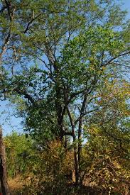 Image result for Berchemia discolor