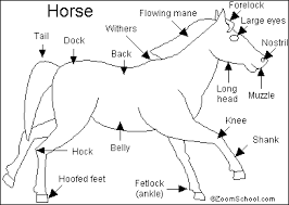 The questions are very simple and at the same time informative. Horse Read And Answer Quiz Enchantedlearning Com