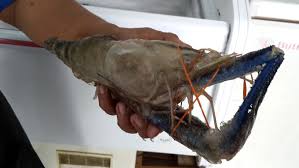 Sebenarnya penggemar mancing udang galah di indonesia cukup banyak. Gamitan Menyelerakan Restoran Udang Galah Lc Jamu Selera Mstar