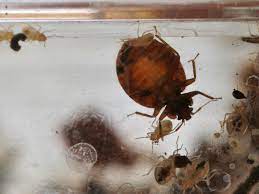 Whether they're actually effective at doing so has been disputed by testing labs and the u.s. Bed Bug Remedies That Don T Work