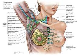 Head and neck lymph nodes exam these pictures of this page are about:back of neck anatomy lymph nodes. Living Without Lymph Nodes Ot Zone Inc