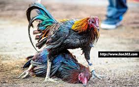 Ayam perlomaan bangkok ataupun ayam peru juga mempunyai gaya bertarung, tiap ayam bangkok atau peru mempunyai gaya. Pin Di Sabung Ayam