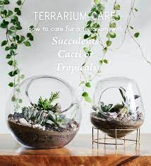 Just like other plants, a christmas cactus may wilt, dry, lose its leaves when not properly taken cared of. Terrarium Care How To Care For Terrariums With Succulents Cacti Tropicals Pistils Nursery