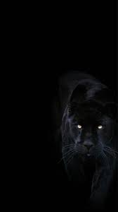 Animal Wallpaper With Black Background Http Wallpapersalbum Com Animal Wallpaper With Black Background Htm In 2020 Animal Wallpaper Jaguar Animal Black Jaguar Animal