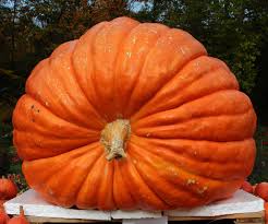 Image result for giant pumpkin