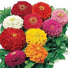 Magellan Mix Flower Seeds In 2021 Flower Seeds Zinnias Zinnia Flowers