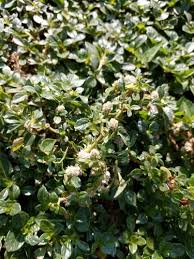 Image result for Alternanthera caracasana