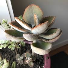 Kalanchoe Beharensis Roseleaf Kalanchoe Beharensis Roseleaf Uploaded By Gingertea