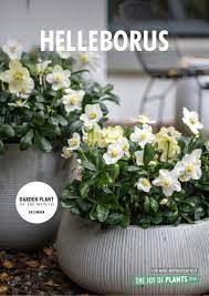Check spelling or type a new query. Garden Plant Of The Month December Helleborus Flower Council