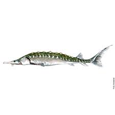 Sturgeon, any of about 29 species of fishes of the family acipenseridae (subclass chondrostei), native to temperate waters of the northern hemisphere. Dw00042 European Sturgeon Fish Frits Ahlefeldt Fritsahlefeldt Com