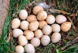 Telur ayam mutiara menetas berapa hari. Ayam Mutiara Sejarah Jenis Kelebihan Mitos Khasiat Telur Harga