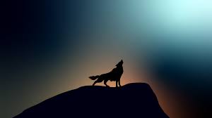 Get cool wolf wallpapers for your phone, desktop, laptop computer or any other supported device. Wolf 4k Wallpapers For Your Desktop Or Mobile Screen Free And Easy To Download