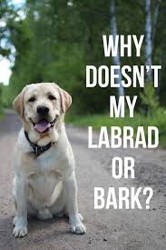 Why Does My Labrador Bark At Me In 2020 Labrador Retriever Facts Labrador Labrador Funny