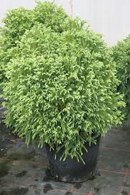 Cryptomeria japonica 'globosa nana' * what it is: Sicheltanne Globosa Nana Cryptomeria Japonica Globosa Nana Hauenstein Ag