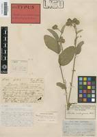 Image result for Pseudoeriosema