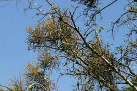 Image result for Globimetula mweroensis