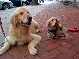 Golden Retriever And Cream Longhaired Dachshund Mini Dachshund Dachshund Love Dachshund