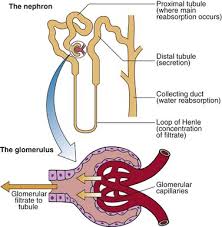 Image result for Renal Function