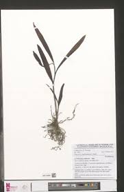 Image result for Polystachya albescens