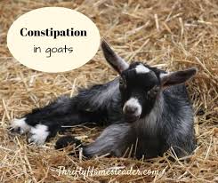 Constipation In Goats A Social Media Epidemic