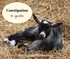 Goat's milk is another common milk bath addition. Constipation In Goats A Social Media Epidemic The Thrifty Homesteader