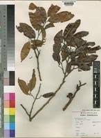 Image result for Staudtia