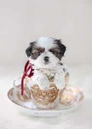 Great savings & free delivery / collection on many items. Adorable Shih Tzu Puppy By Teacup Puppies Boutique Home Raised And Locally Bred In South Florida Shihtz Shih Tzu Puppy Teacup Puppies Shih Tzu Puppy Care