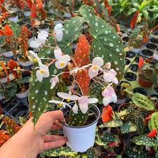 Image result for Begonia scutifolia