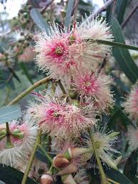 Image result for Eucalyptus tereticornis