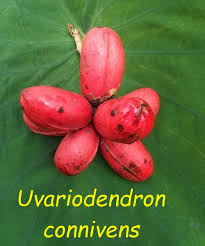 Image result for Uvariodendron