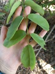 Image result for Xeroderris stuhlmannii