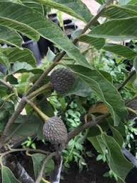 I am completely in the dark and have absolutely no experience w. Red Geffner Atemoya Ch Fruit Tree Nursery