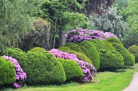 Am rhododendron scheiden sich nicht selten die geister. Gartentechnik De