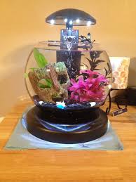 My Betta Tetra Waterfall Globe With Live Plants And Heated Filter Betta Bettafish Betta Fish Betta Live Plants