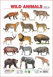 set of 5 educational wall charts domestic animals wild